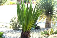 23-09-Yucca faxoniana 01
