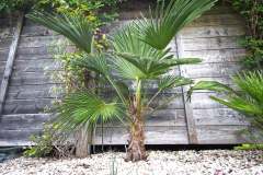 23-09-Trachycarpus wagnerianus 01