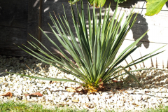23-09-Yucca recurvifolia 01