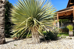 24-04-Yucca rostrata 01