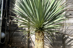 24-04-Yucca rostrata 02