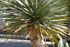 24-05-Yucca rostrata 01