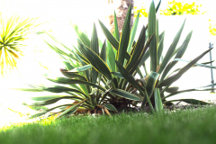 24-06-Yucca gloriosa variegata 01