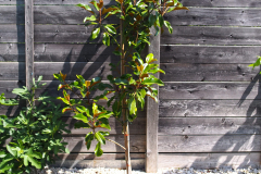 24-07-Magnolia grandiflora 01