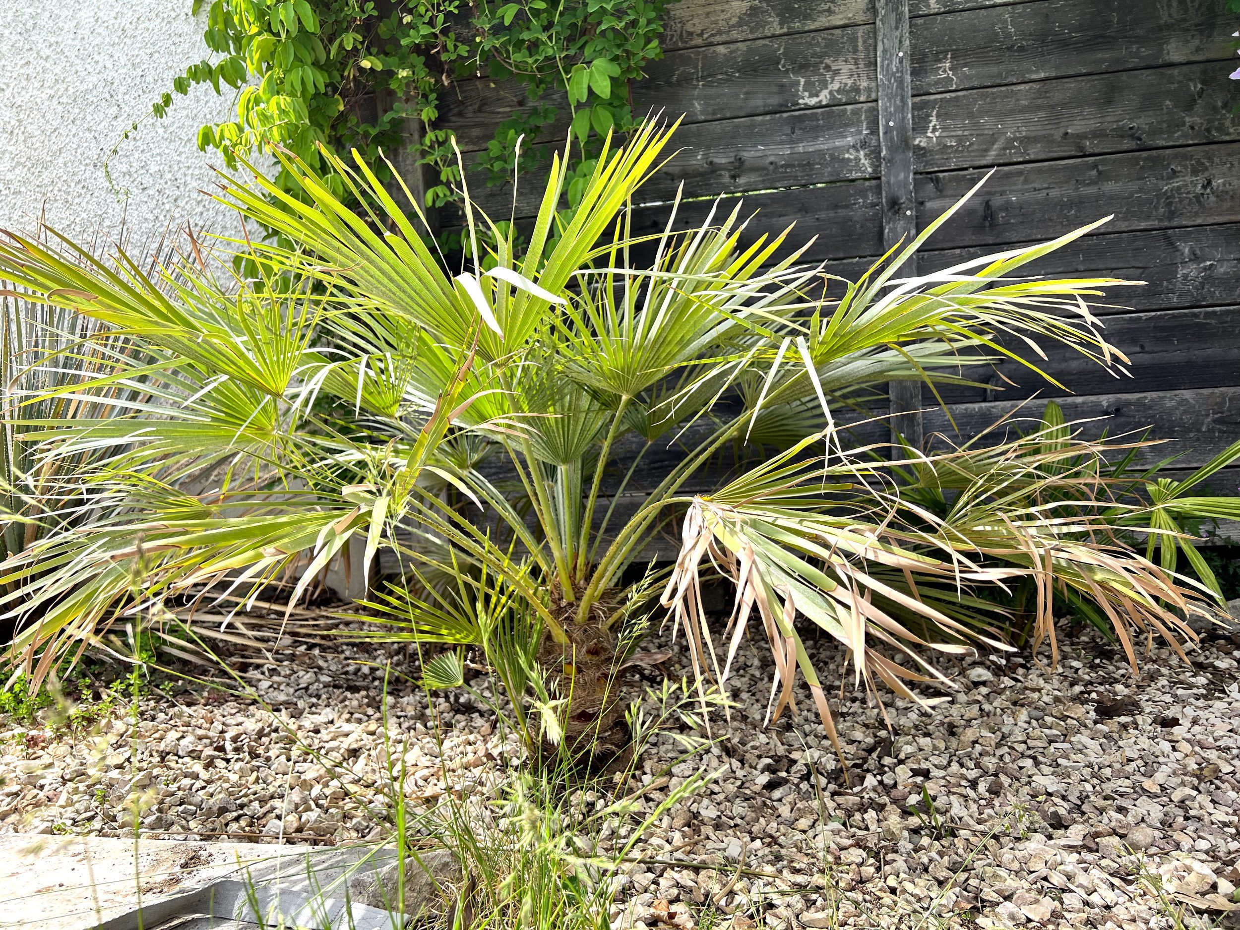 Yucca brevifolia (Josua-Palmlilie)  Pflanzen-Steckbrief | Exotische,  frostharte Gartenpflanzen