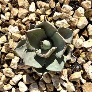 bonsai pots amazon ARTKETTY Succulent Pots main image 1
