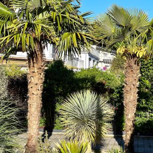 Olea europaea: Steckbrief | Der Exotengrtner  Gartenblog fr exotische,  winterharte Pflanzen