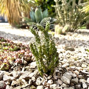 Cereus repandus: Steckbrief | Der Exotengrtner  Gartenblog fr exotische,  winterharte Pflanzen