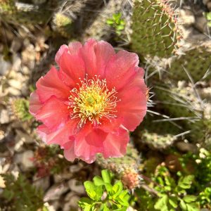 26-06-Opuntia polyacantha 01