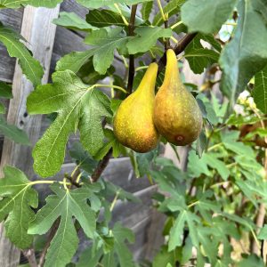 26-08-Ficus carica 01