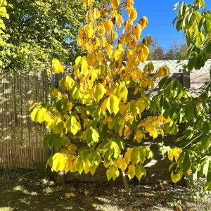26-10-Asimina triloba 01