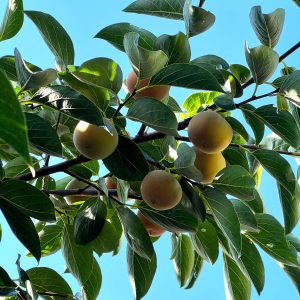 26-10-Diospyros kaki 01