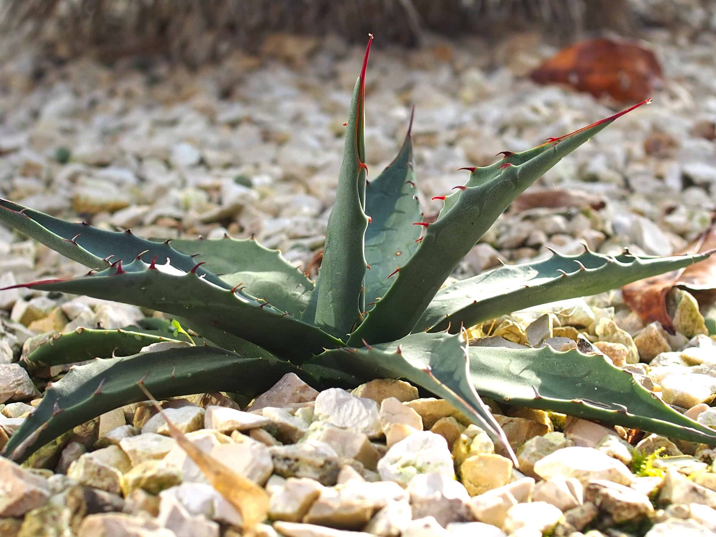 Agave parryi: Steckbrief 4