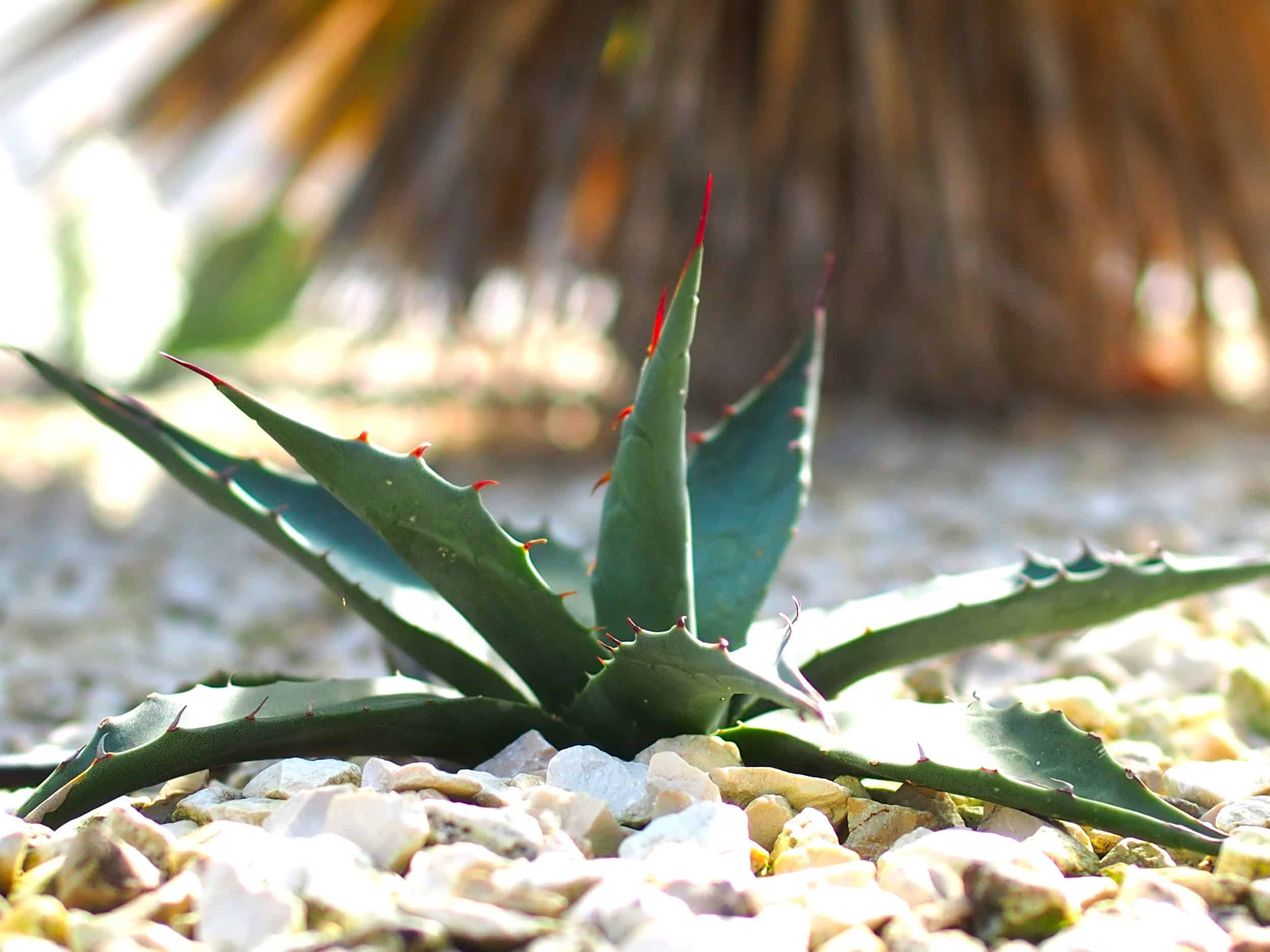 Agave parryi: Steckbrief 2