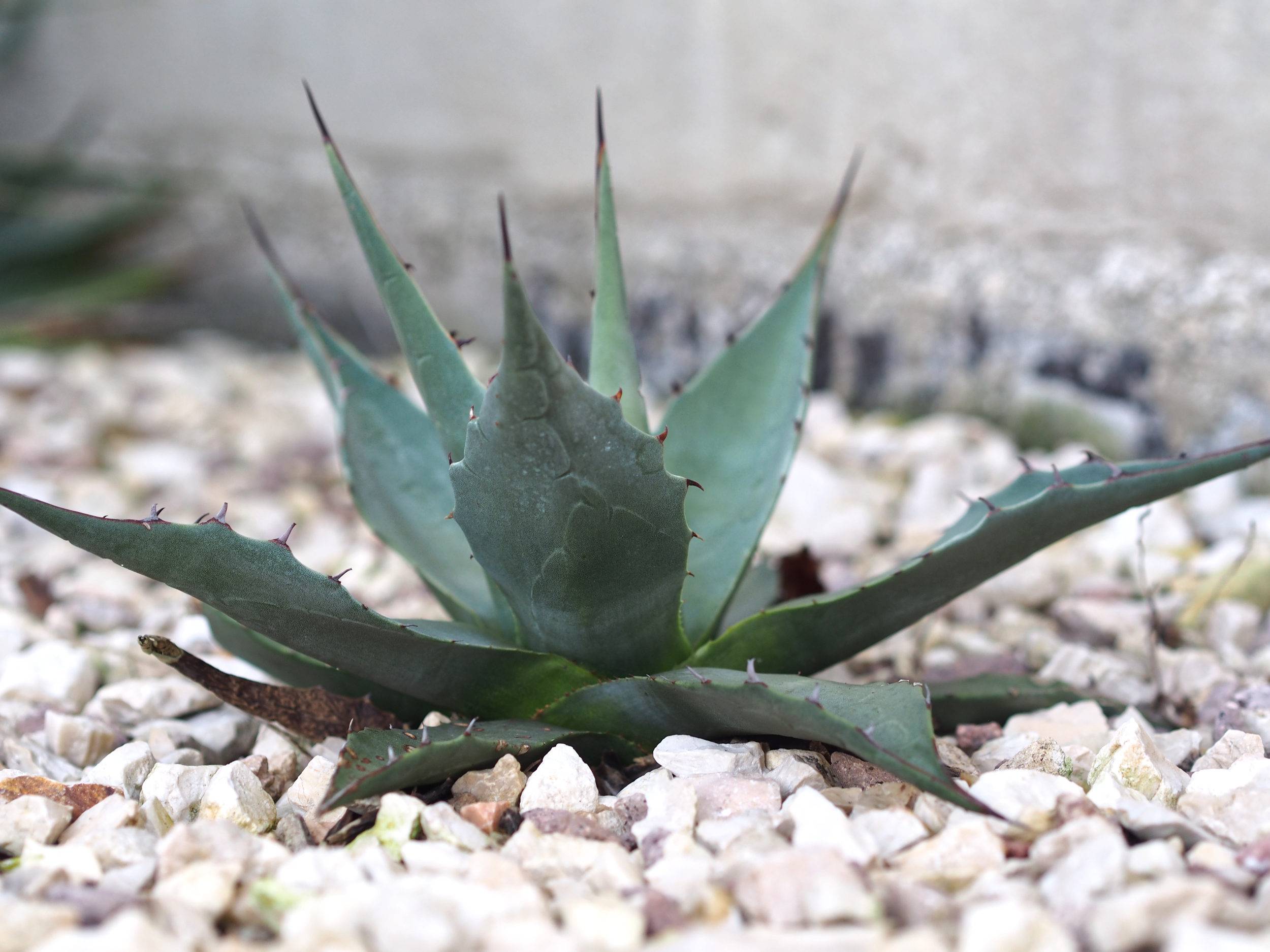 Agave parryi: Steckbrief 5