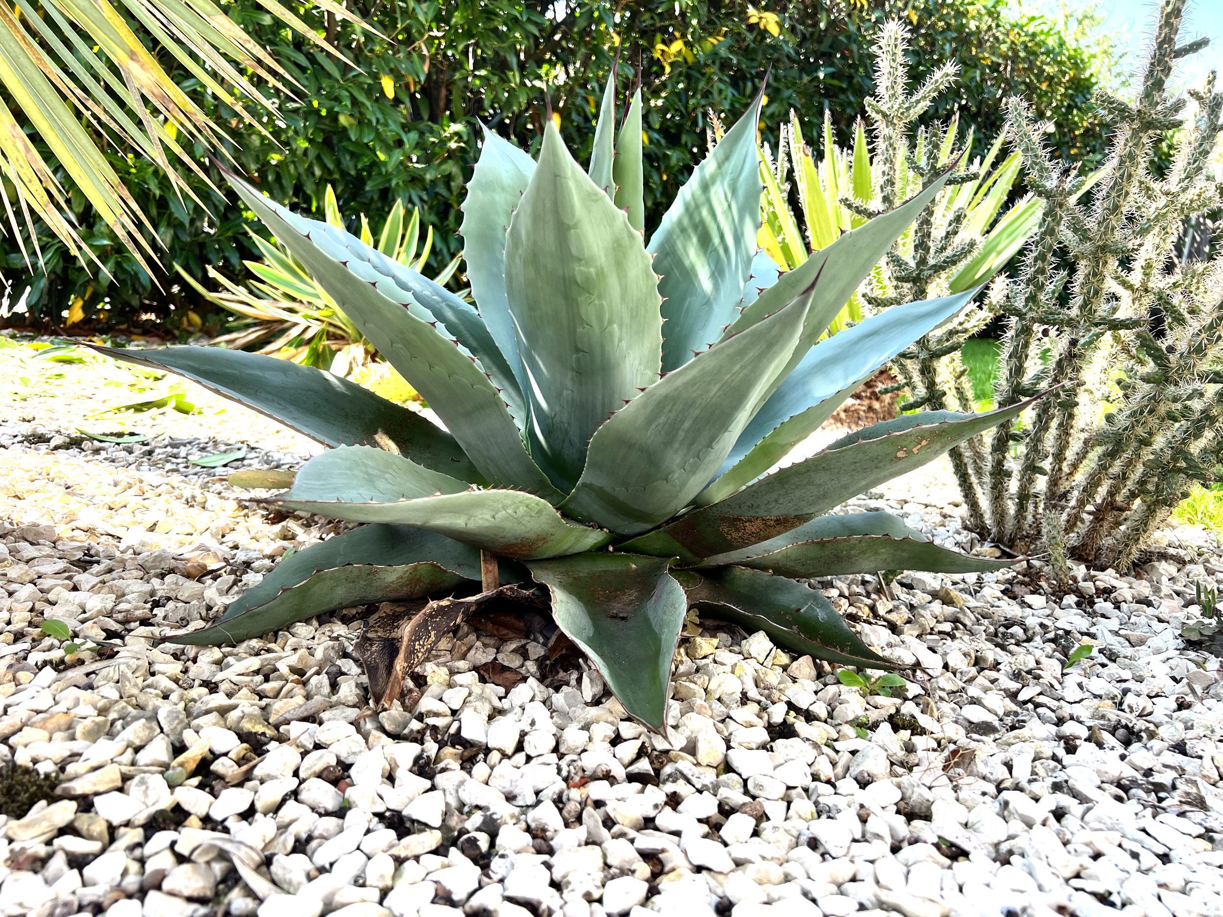 Agave: Pflege | Der Exotengrtner  Gartenblog fr exotische, winterharte  Pflanzen