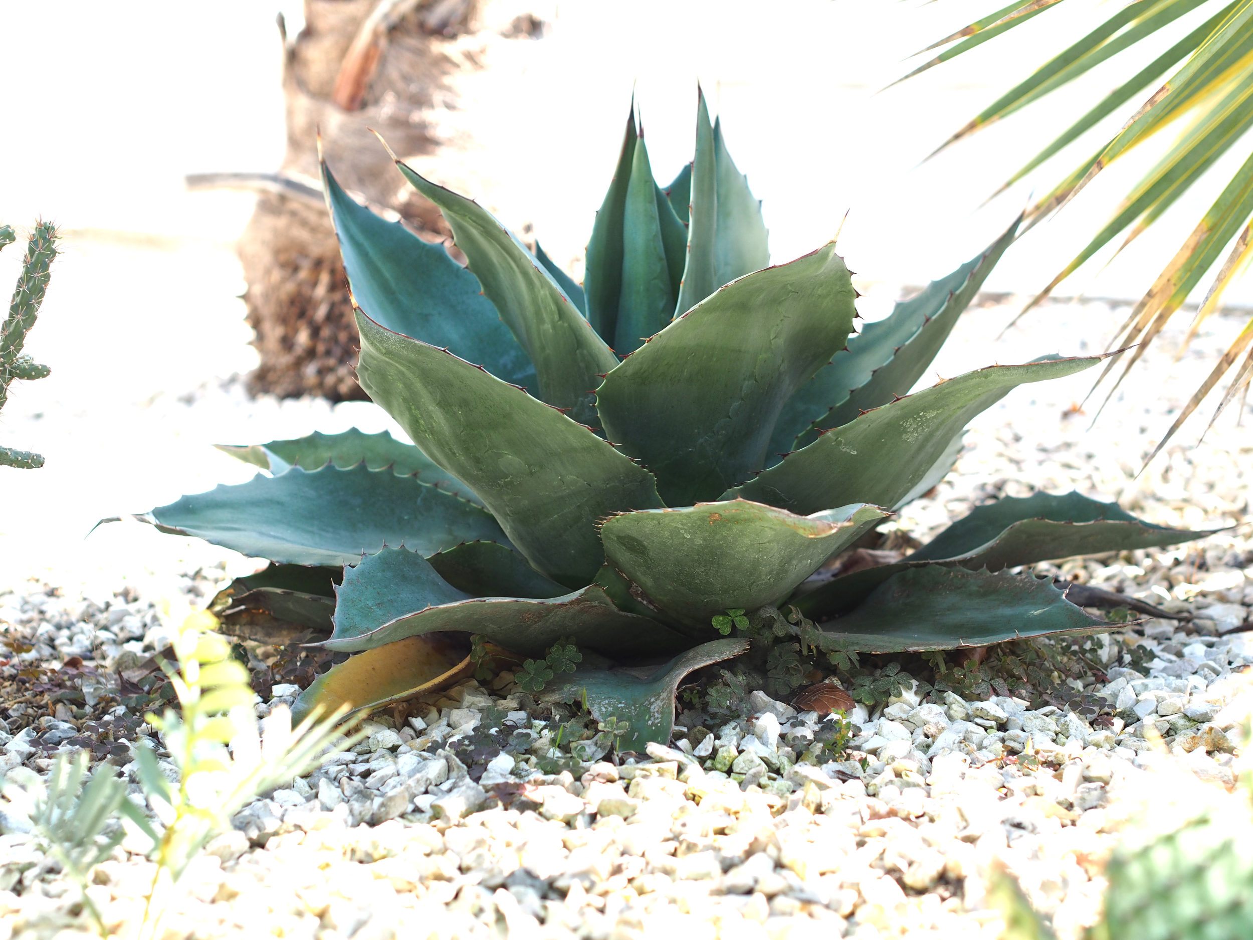 Agave parryi: Steckbrief 10
