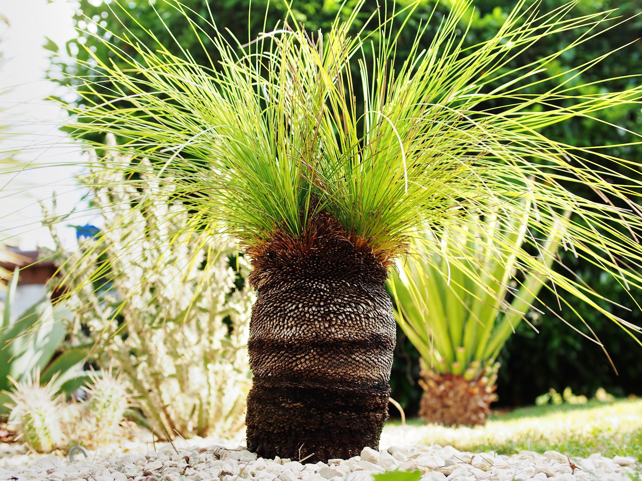 Gartenblog: Xanthorrhoea johnsonii