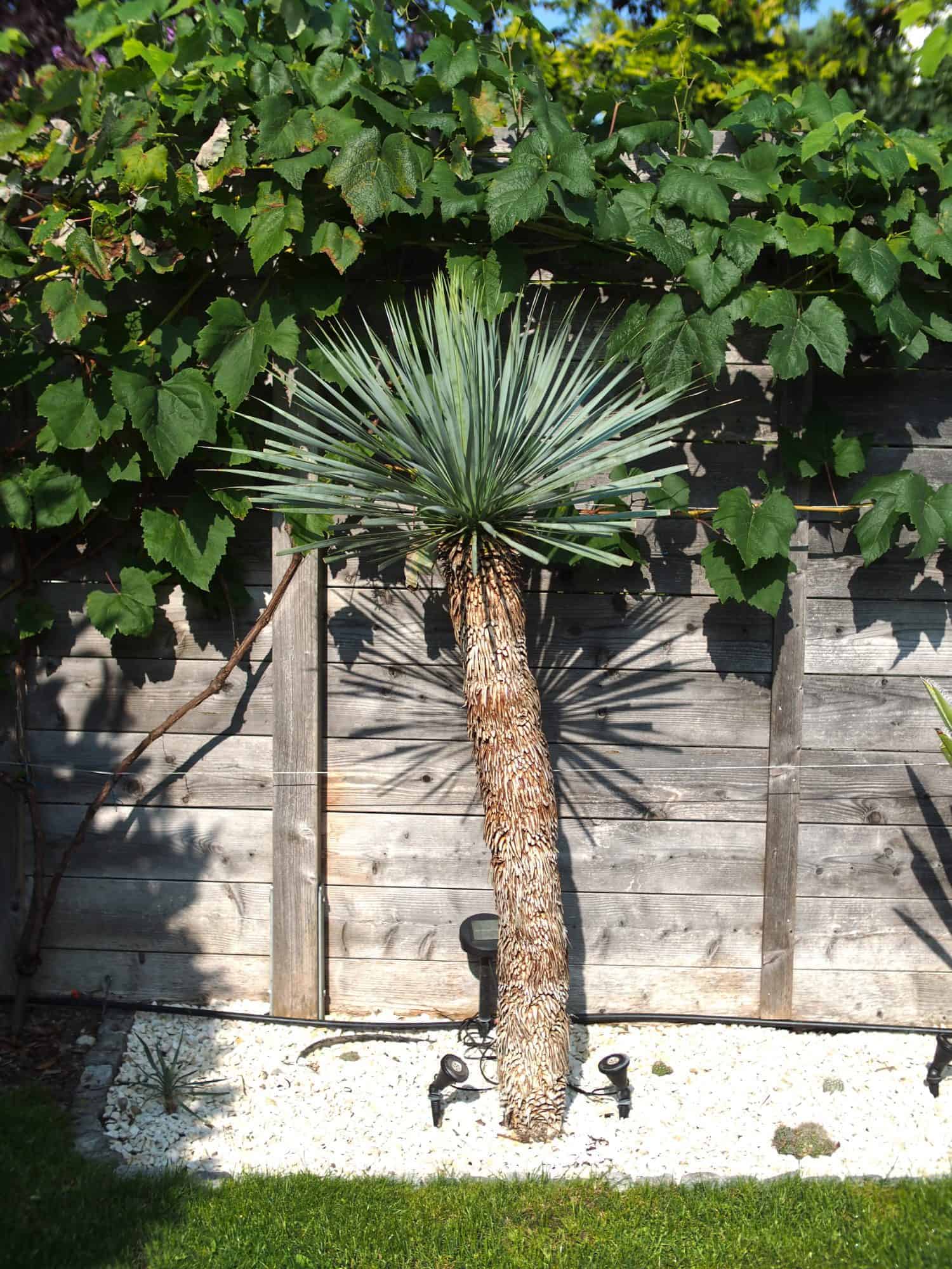 Yucca rostrata: Steckbrief 2