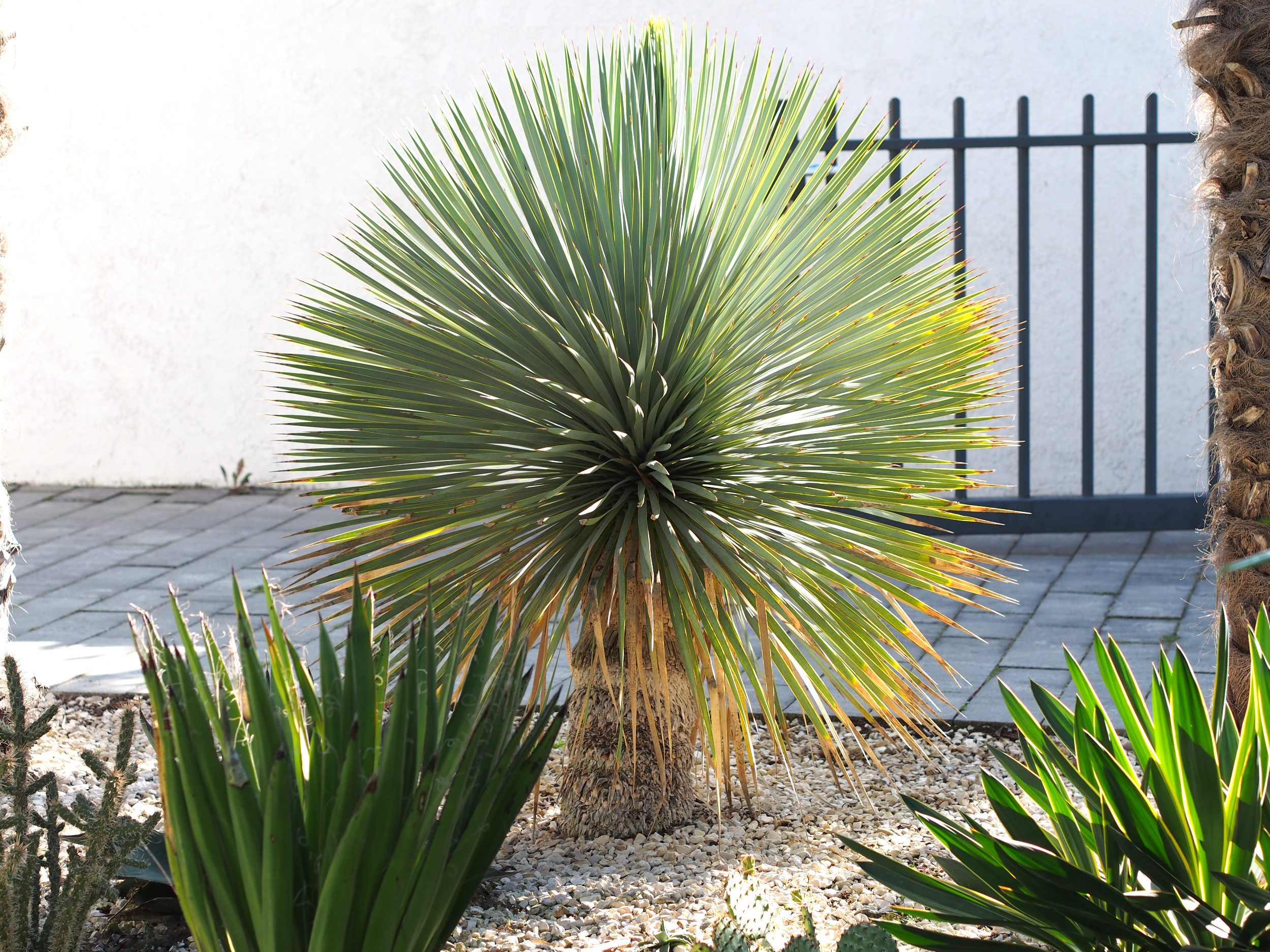 Yucca rostrata: Steckbrief 5