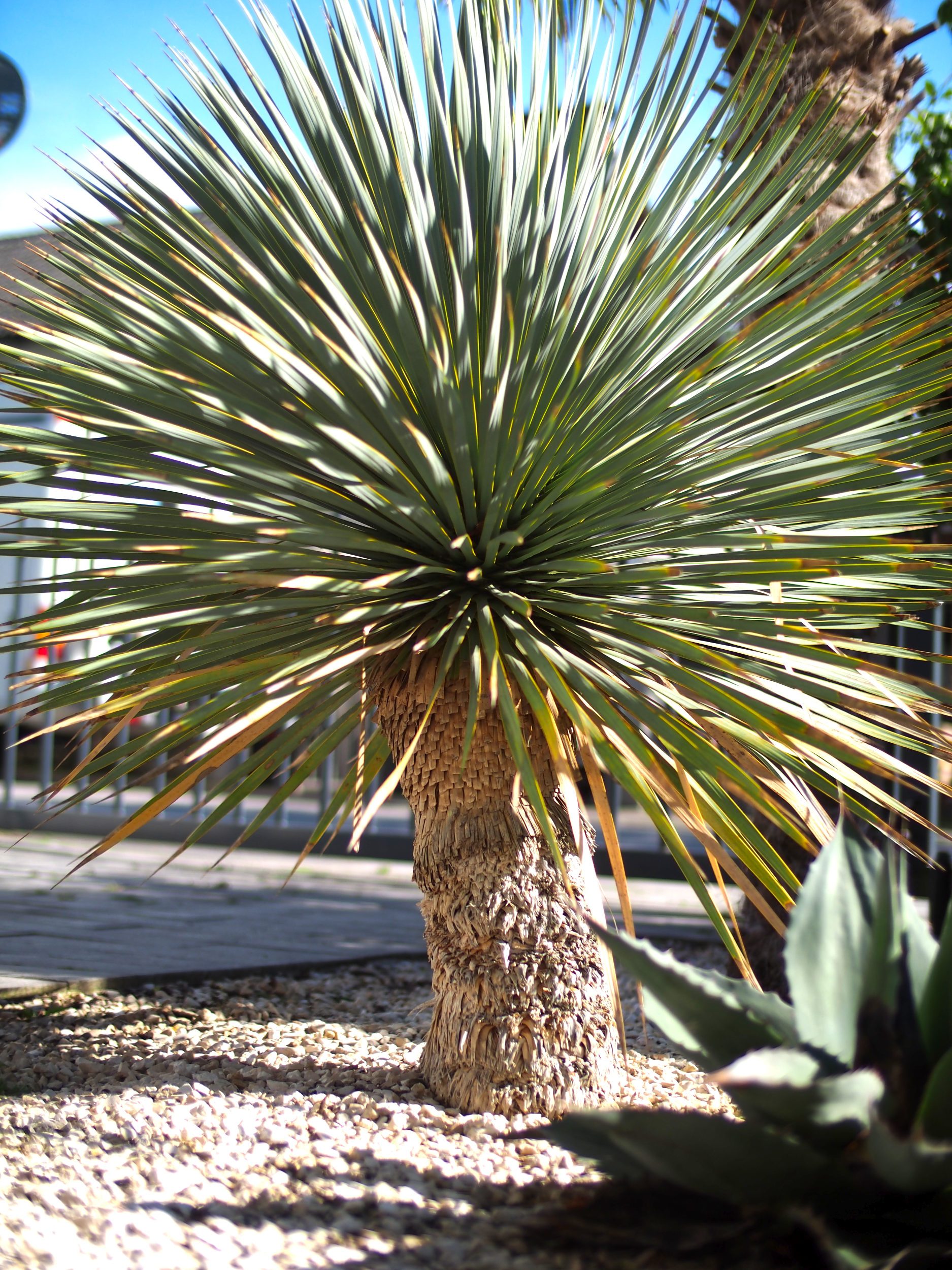 Yucca: Kauf + Auspflanzung 11