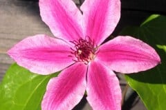 Clematis ‚Carnaby‘