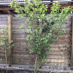 01 Frühling 2019 06