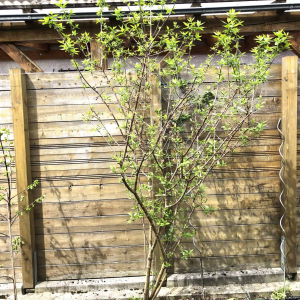01 Frühling 2019 05