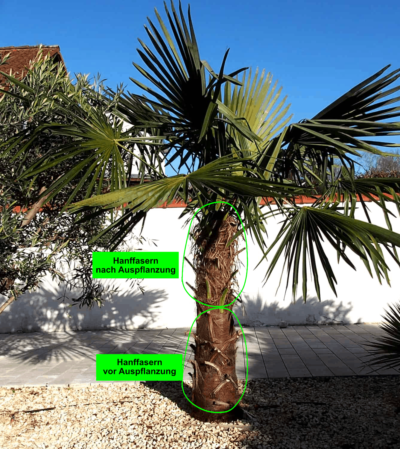 Trachycarpus Fortunei: umweltbedingte Variationen 6
