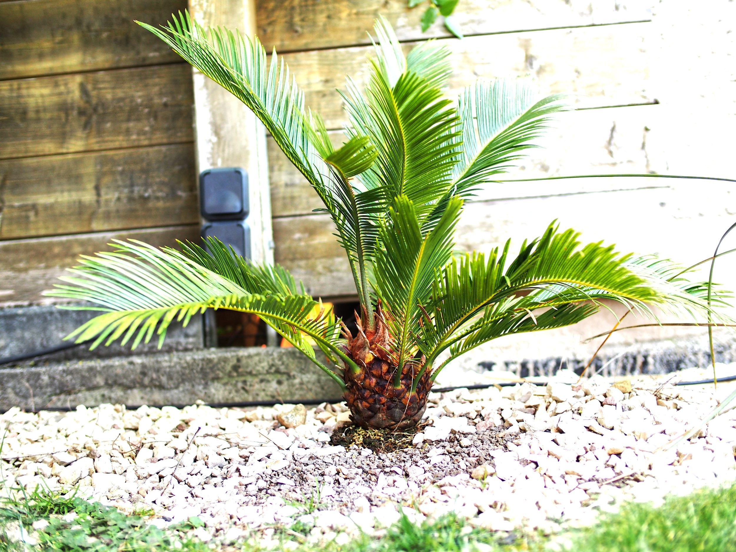 Gartenblog: Cycas revoluta Gartenblog: Cycas revoluta