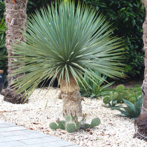 Yucca rostrata
