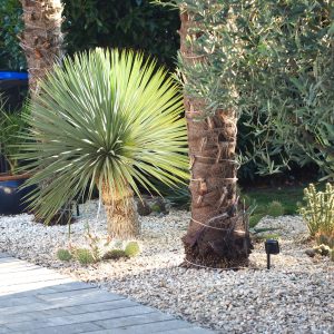 Yucca rostrata