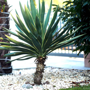 Yucca gloriosa variegata