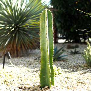 Cereus repandus