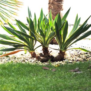 Yucca gloriosa variegata