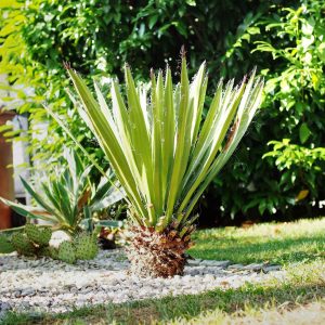 Yucca faxoniana