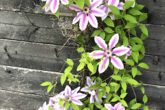 Clematis ‚Nelly Moser‘