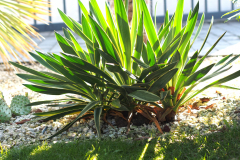 Yucca gloriosa variegata