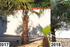 Trachycarpus Fortunei 1 mehrjährig