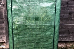 Winterschutzzelt: Nerium oleander ‚Italia‘