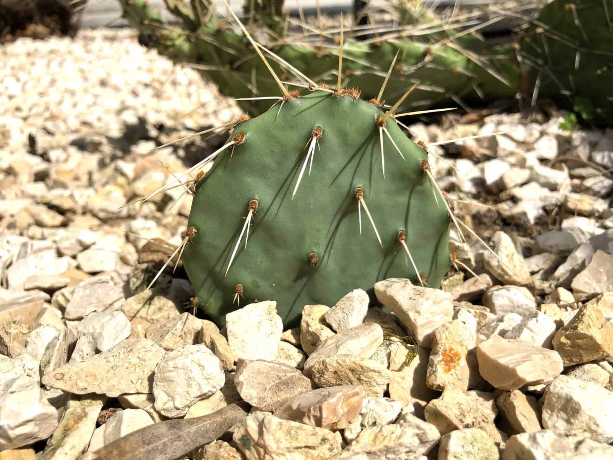 Opuntia: Vermehrung | Der Exotengrtner  Gartenblog fr exotische,  winterharte Pflanzen