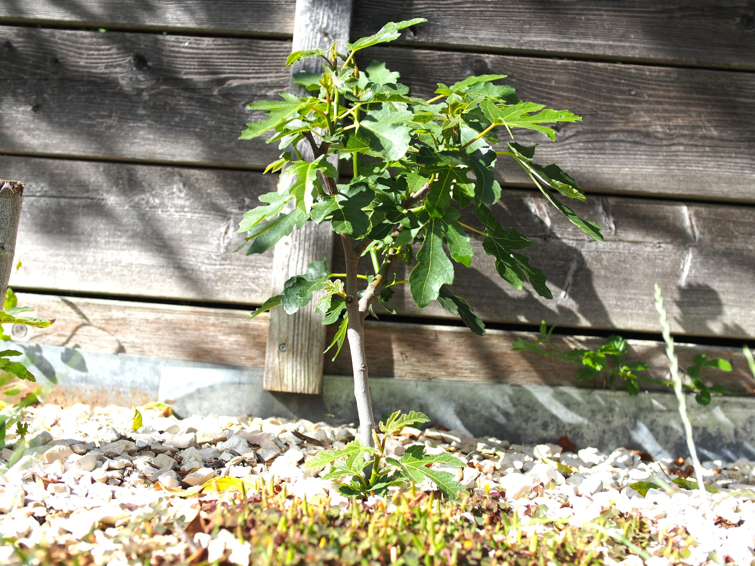 Ficus carica: Kauf + Auspflanzung 3