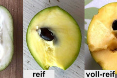 Früchte Vergleich
