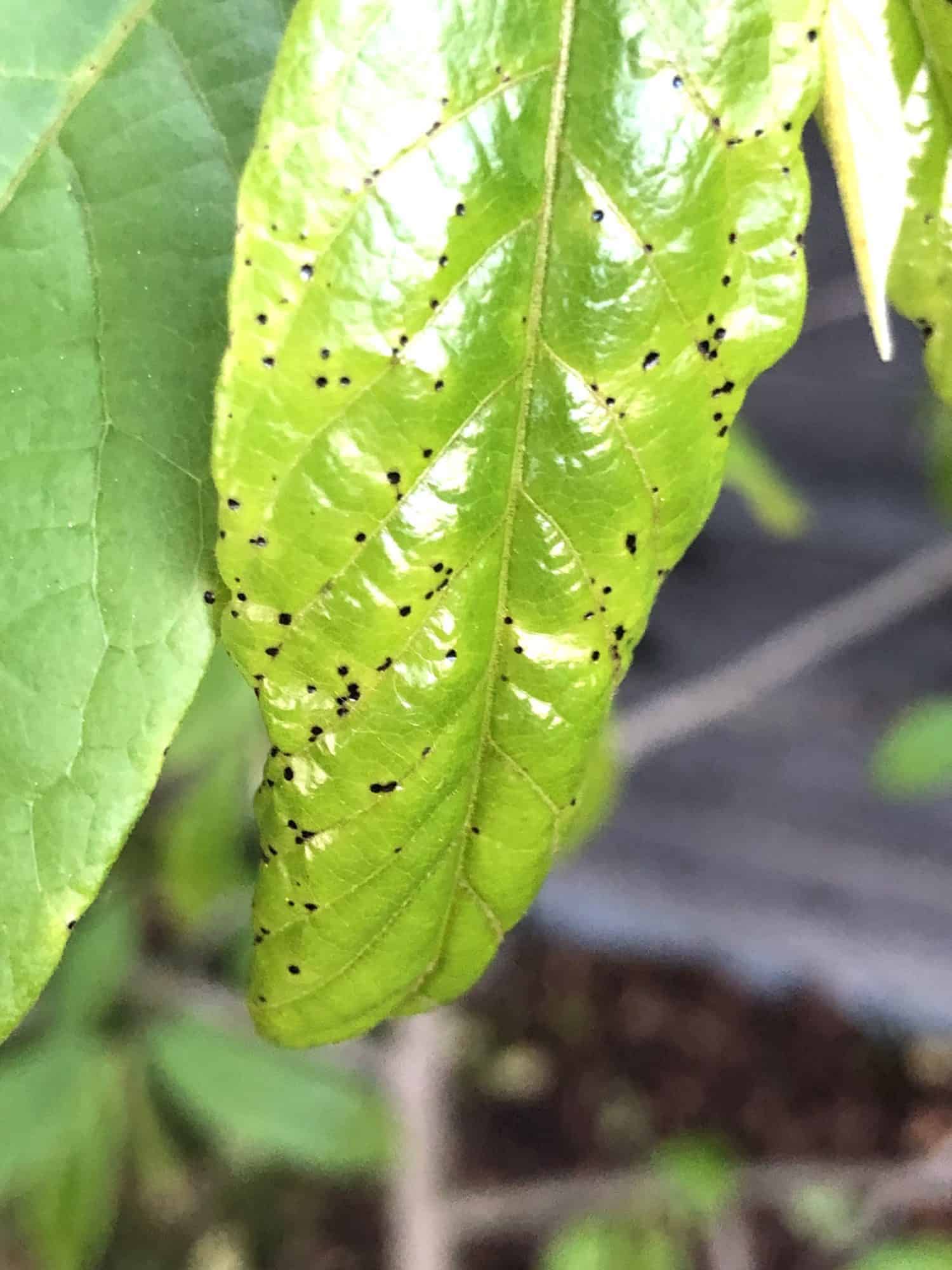 schwarze Punkte | Der Exotengrtner  Gartenblog fr exotische, winterharte  Pflanzen