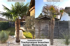 Trachycarpus fortunei: Winterschutz