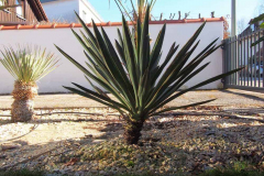 [02/17] Yucca gloriosa
