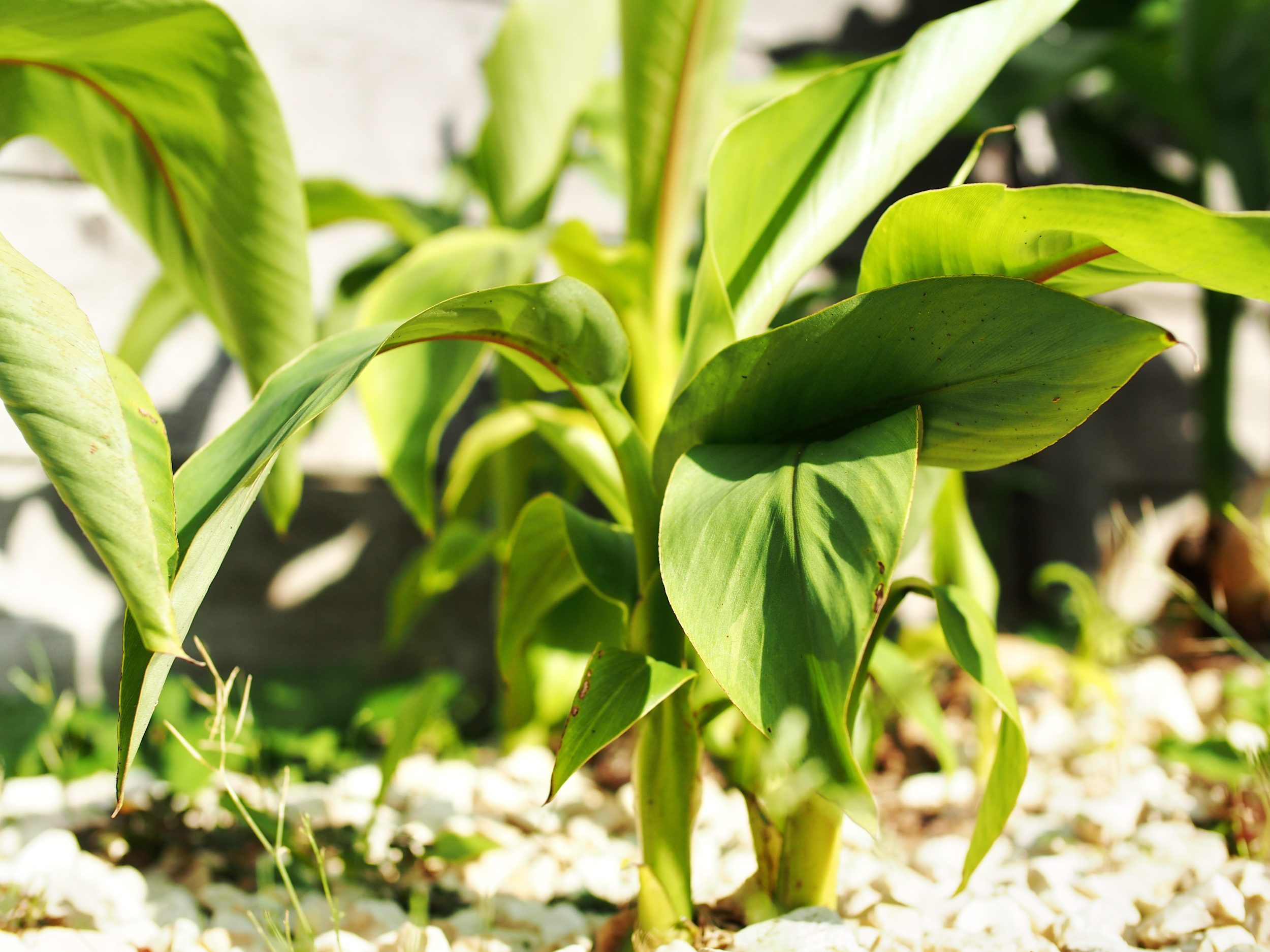 Musa basjoo: Pflege | Der Exotengrtner  Gartenblog fr exotische,  winterharte Pflanzen