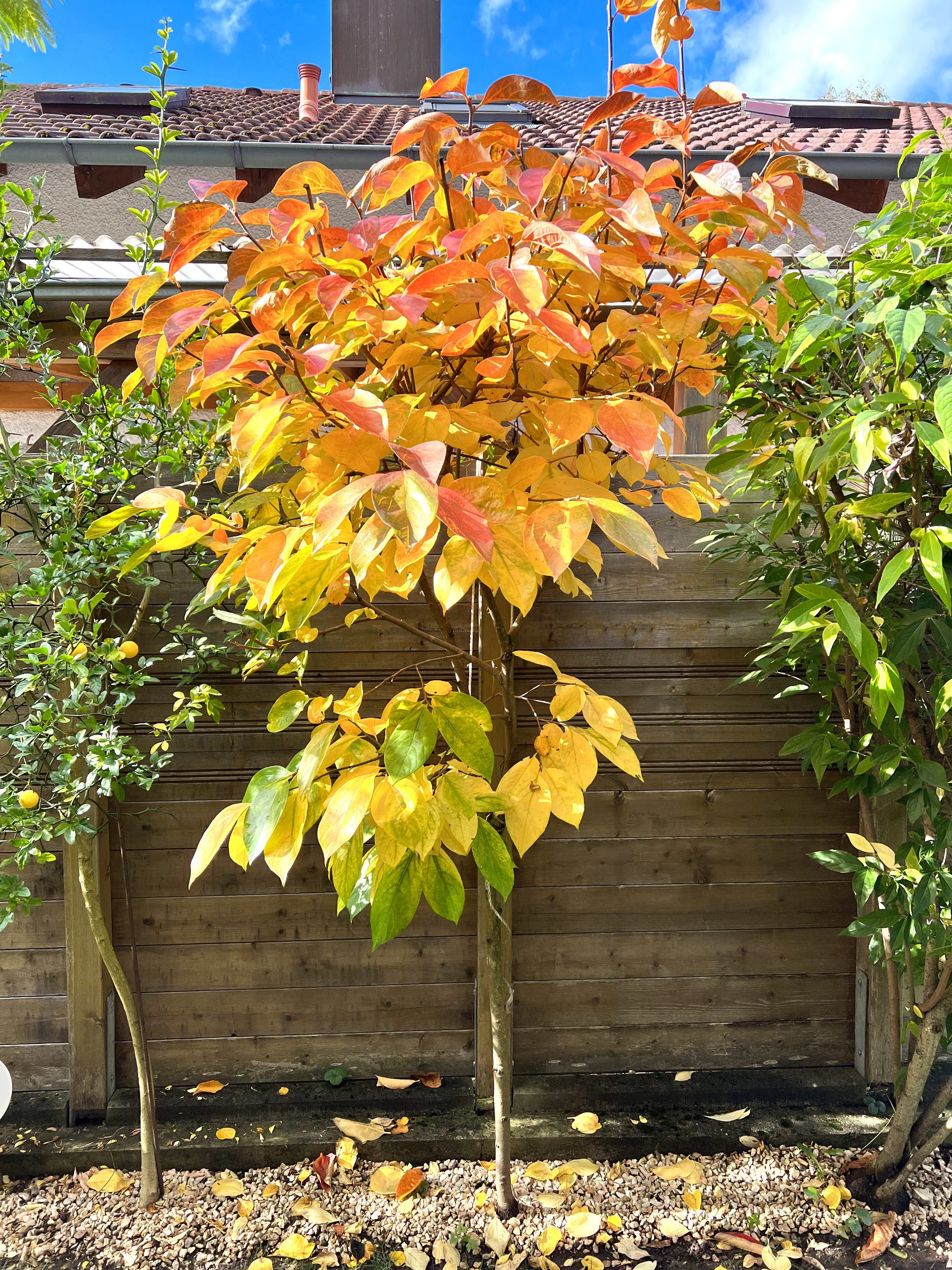 Diospyros kaki: Pflege | Der Exotengrtner  Gartenblog fr exotische,  winterharte Pflanzen