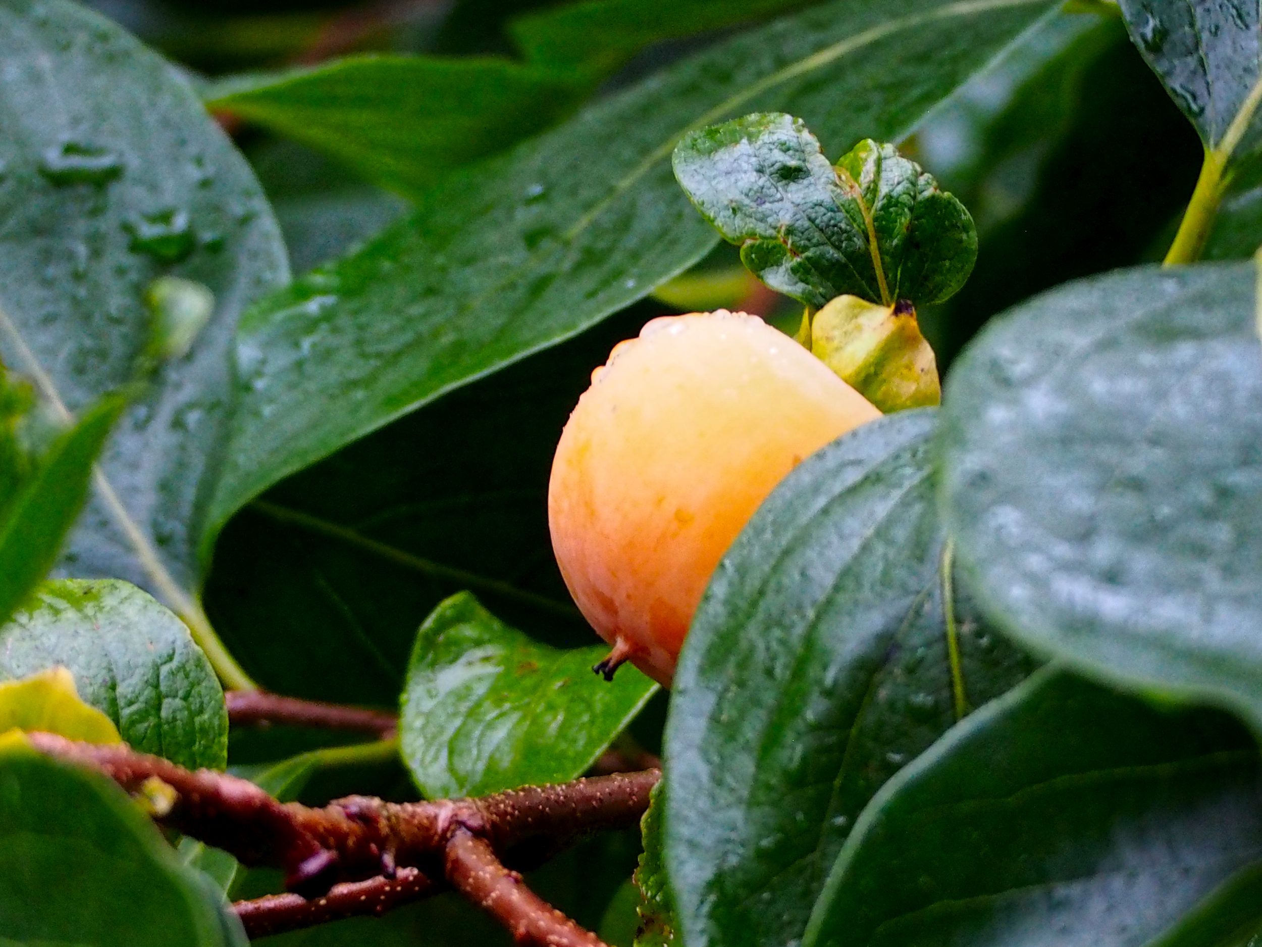 Diospyros kaki: Pflege | Der Exotengrtner  Gartenblog fr exotische,  winterharte Pflanzen