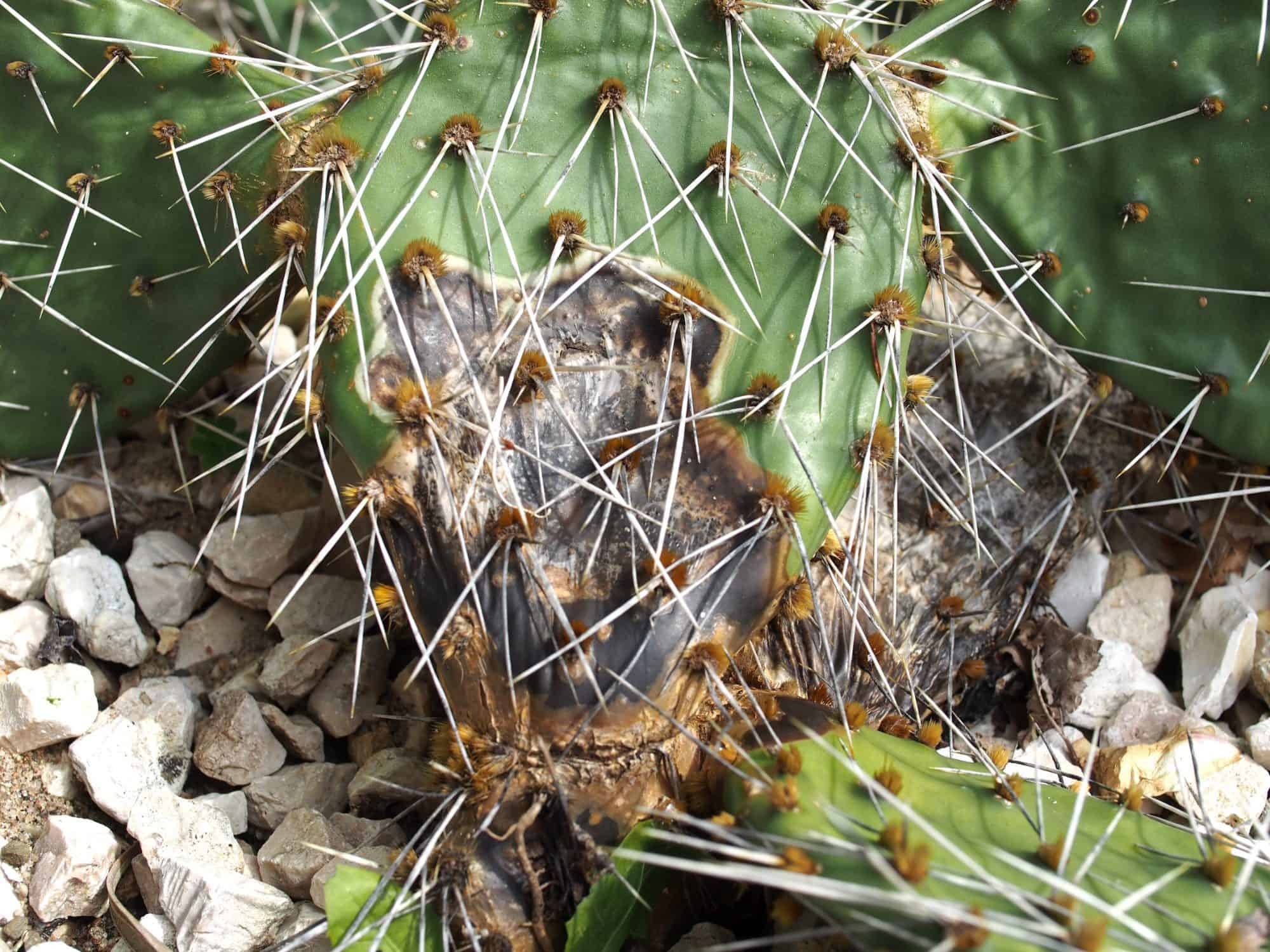 Cactaceae: Mangelerscheinungen + Krankheiten | Der Exotengrtner   Gartenblog fr exotische, winterharte Pflanzen